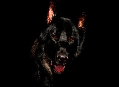German shepherd canine dog photo