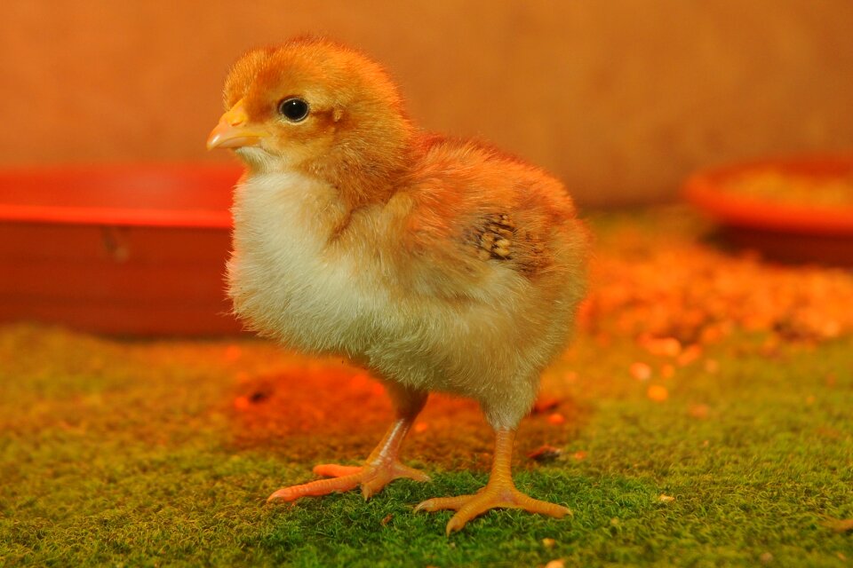 Zoo animal chicken