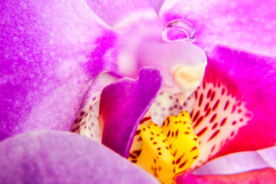 Flower flora exotic