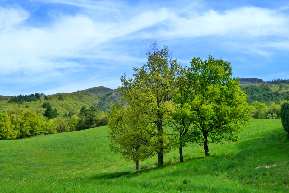 Trees spring fields
