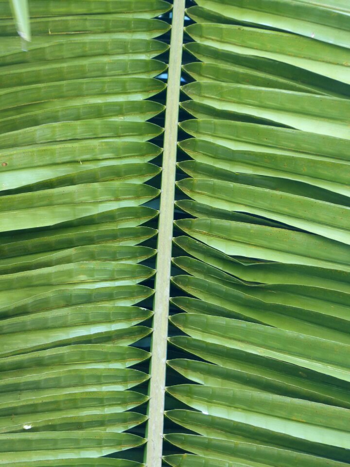 Growth jungle flora