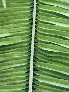 Growth jungle flora