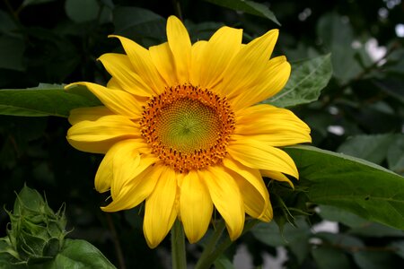 Nature sun summer
