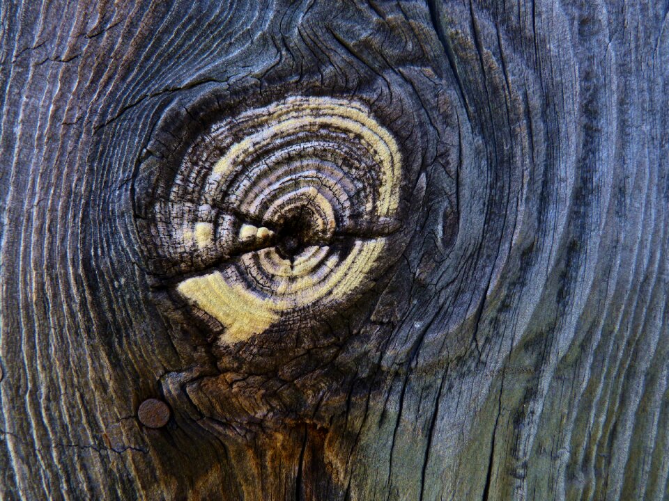 Node concentric old