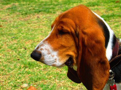 Basset hound dog pet