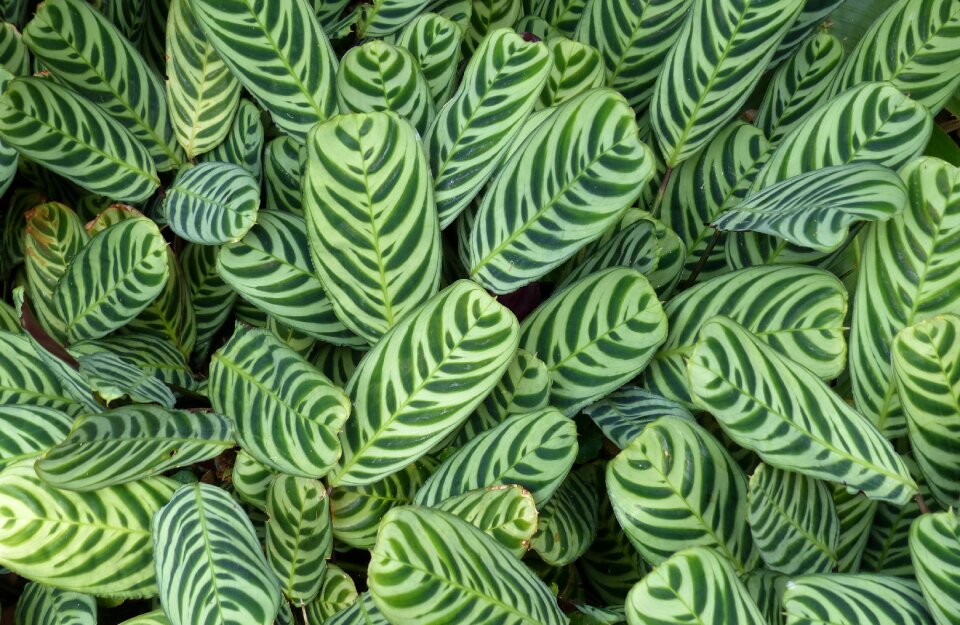 Green tropical summer