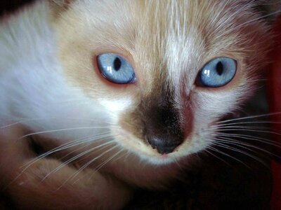Mammals blue eyes photo