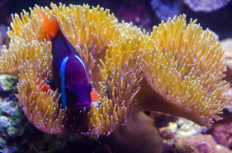 Ocean coral natural