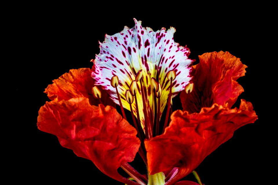 Blossom bloom red