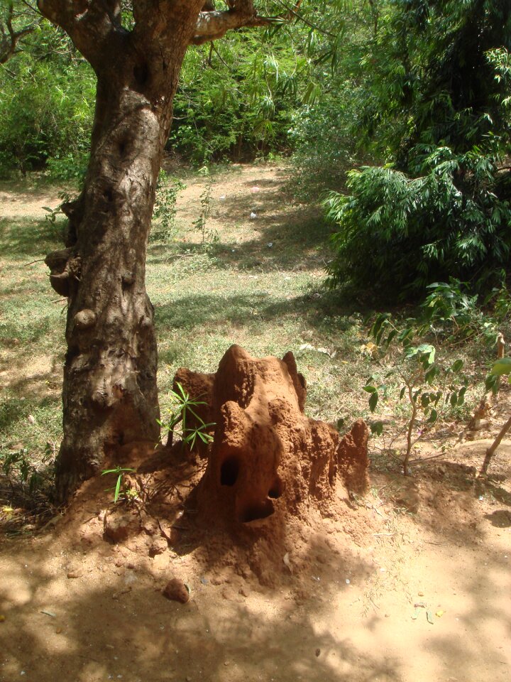 Insects tree organic