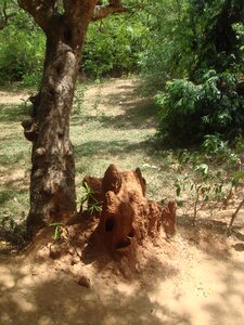 Insects tree organic