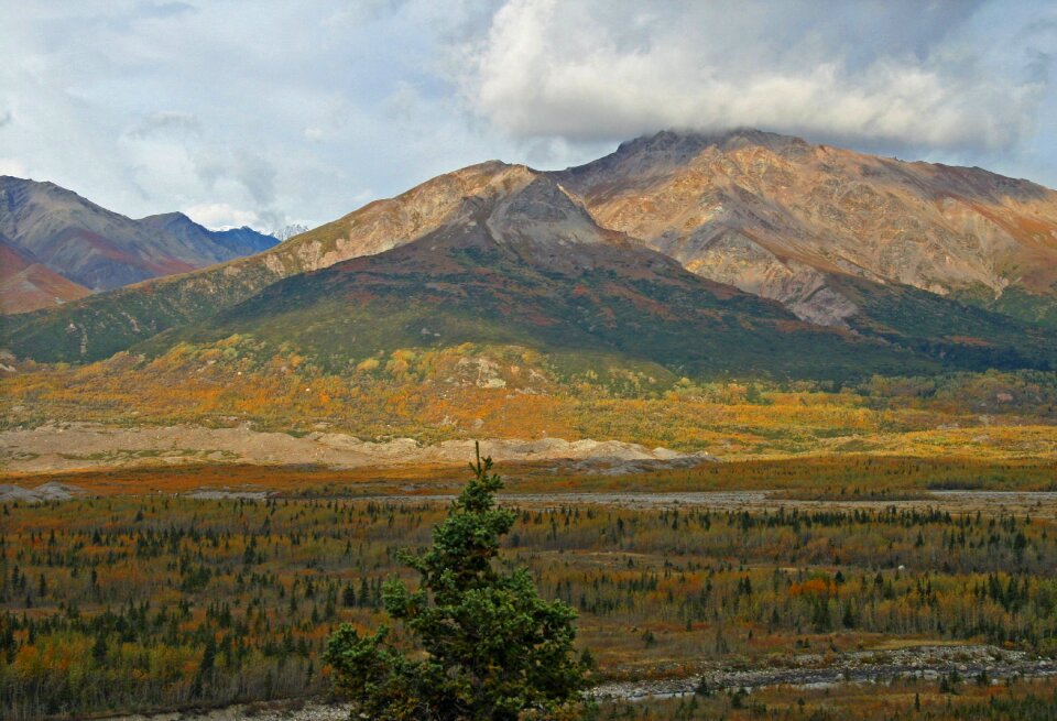 Mountain forest trees