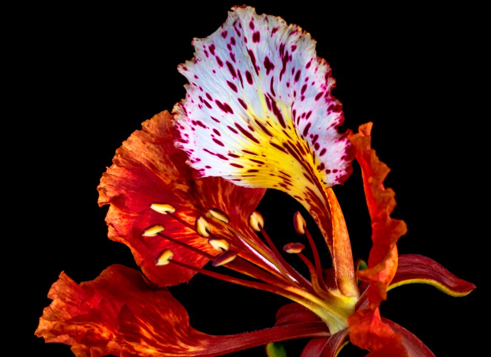 Blossom bloom red