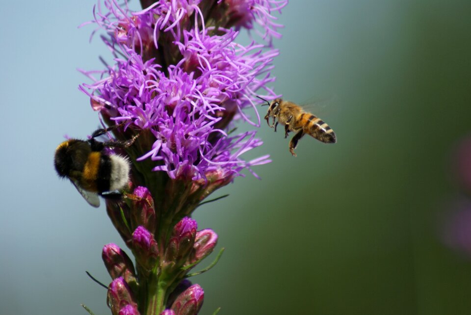 Hummel summer close up