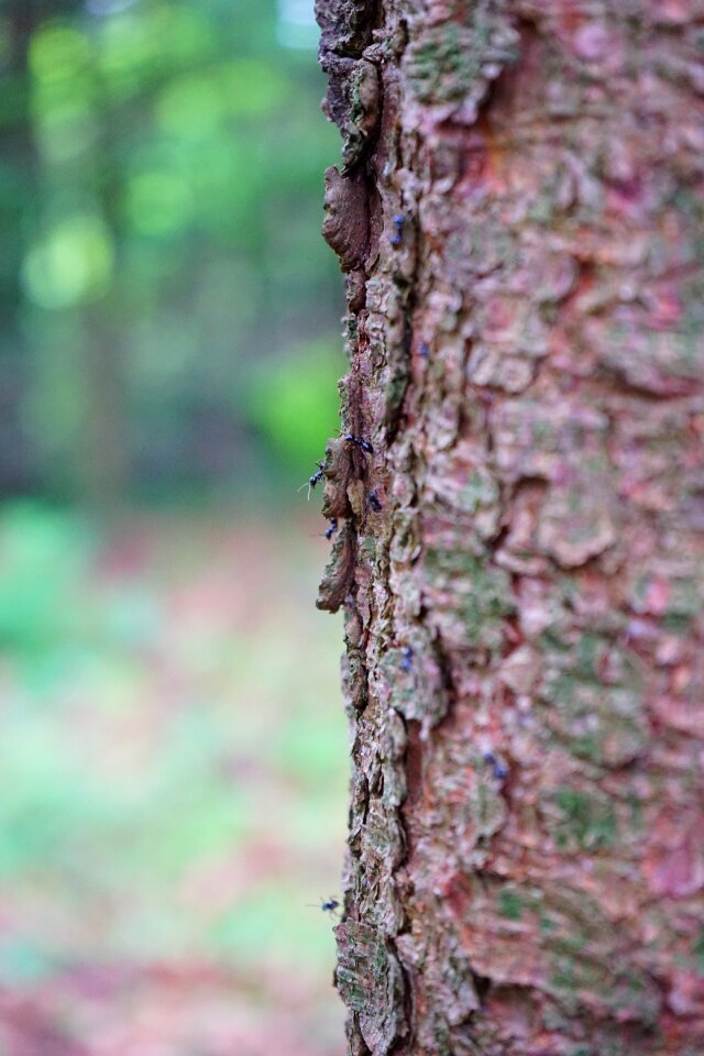 Bark fir tree pine wood