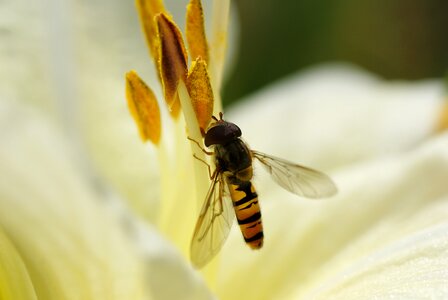 Insect hover fly lily photo