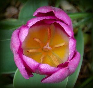 Purple garden garden flowers photo