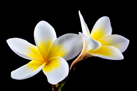White yellow frangipani photo