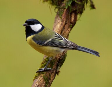 Volatile bird beak photo