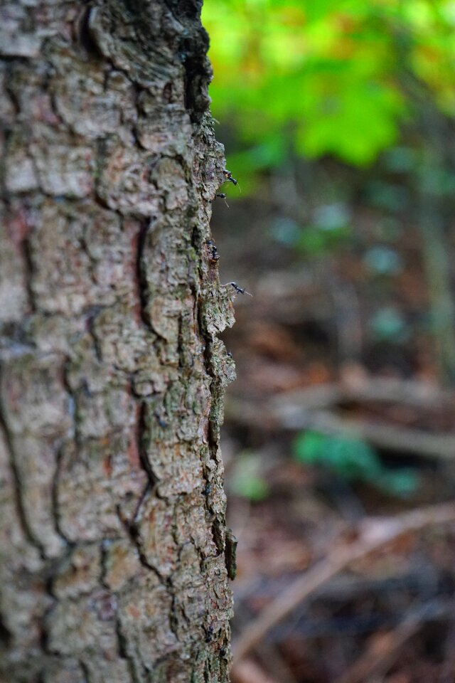 Bark fir tree pine wood