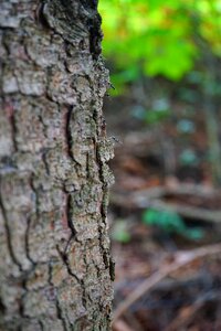 Bark fir tree pine wood