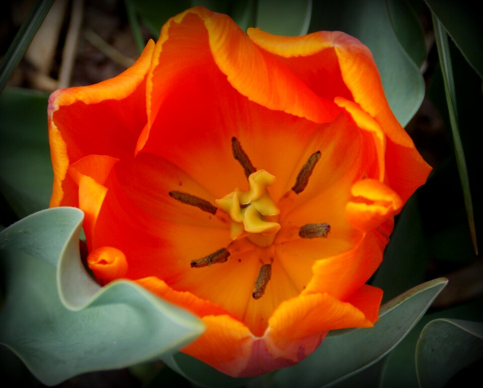 Orange garden garden flowers