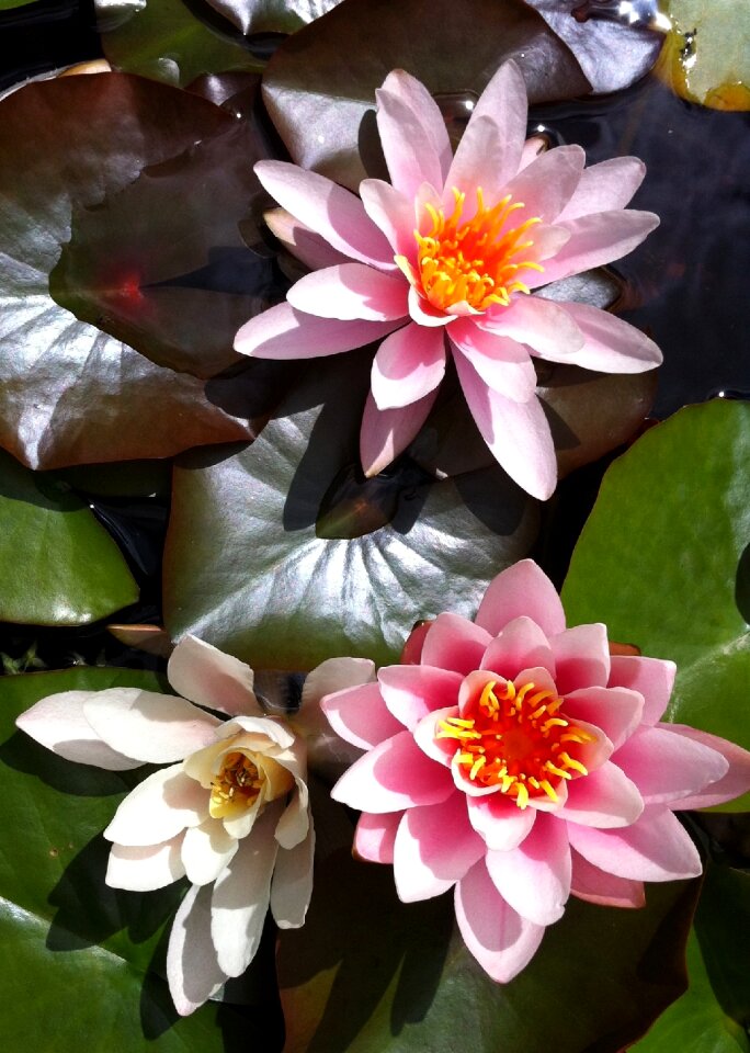 Flowers water lilly water lily
