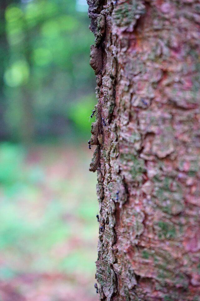 Bark fir tree pine wood - Free photos on creazilla.com