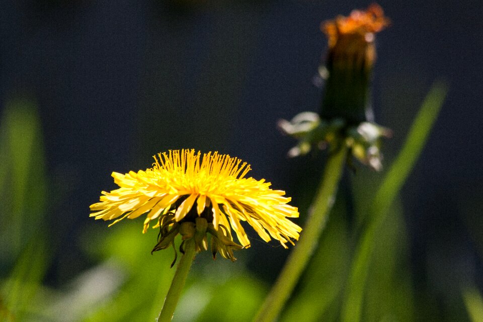 Blossom taraxacum ruderalia photo