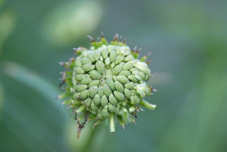 Green seeds medicinal plant photo