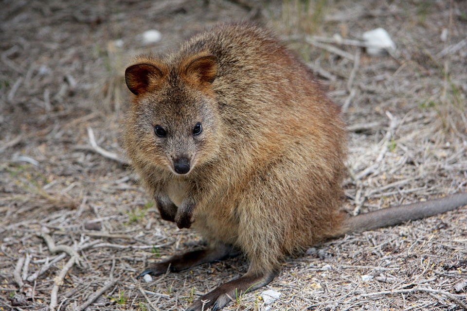 Quokka setonix brachyurus australia