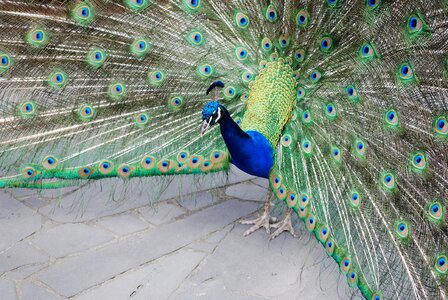 Animal wildlife australia