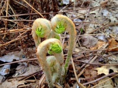 Sprout seedling nature photo