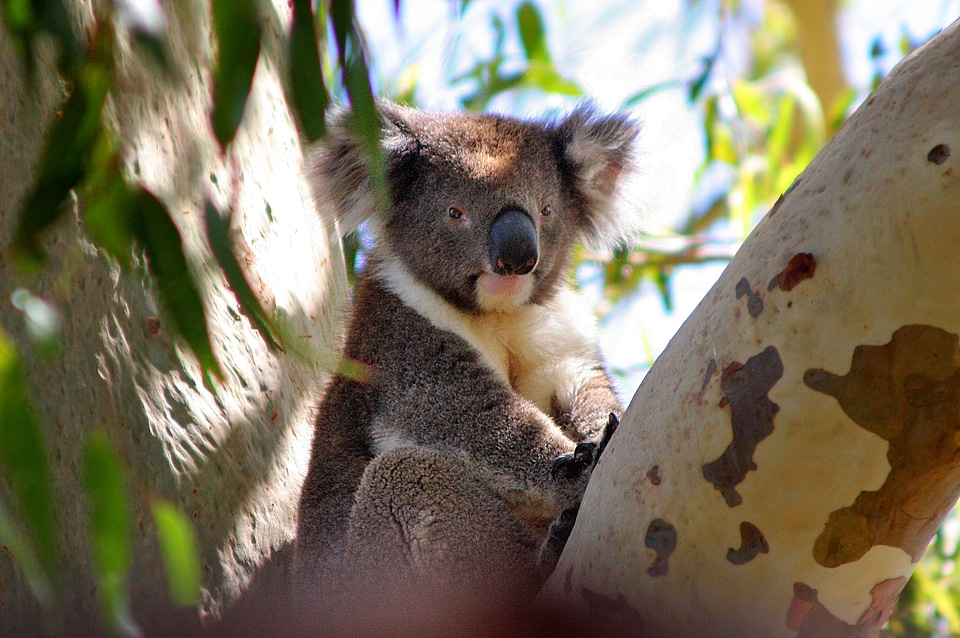 Koala australia phascolarctos cinereus