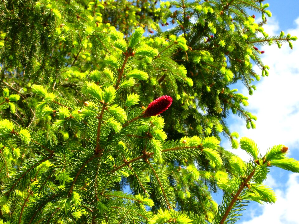 Pine tree shots