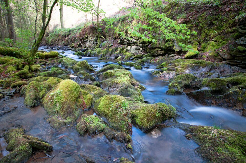 Eifel nature forest