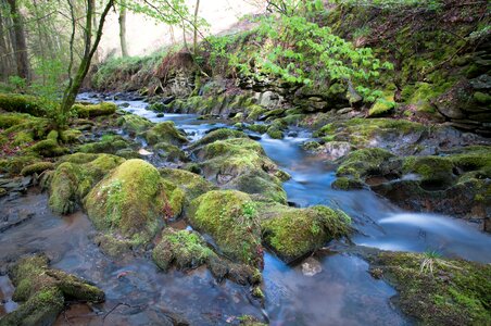 Eifel nature forest