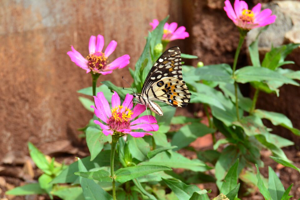 Butterfly peacock butterfly colorful