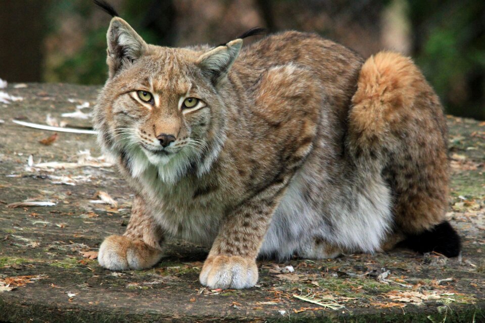 Cat big cat lynx photo