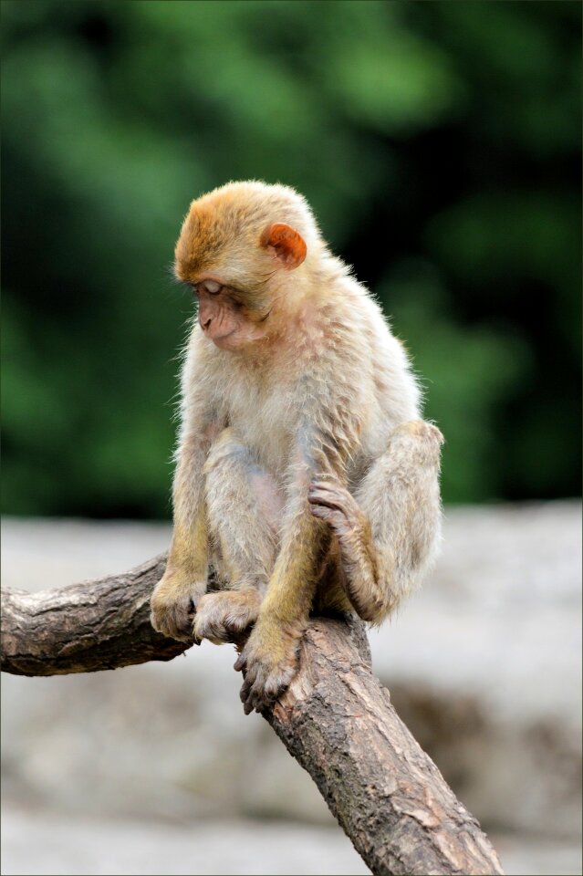 Animal wildlife wild
