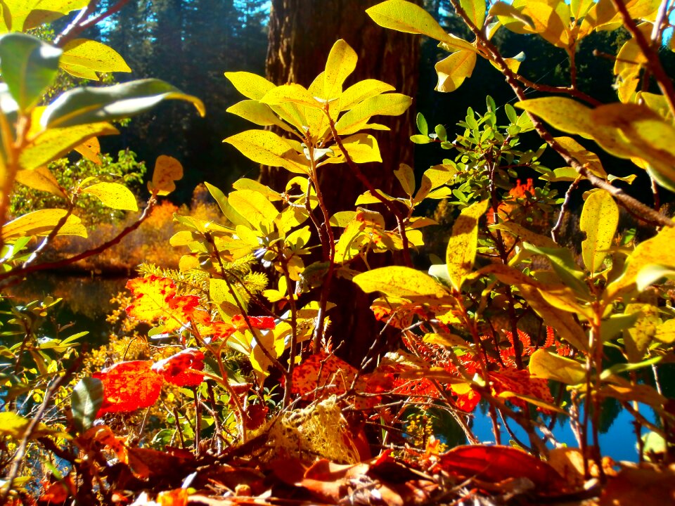 Autumn season orange