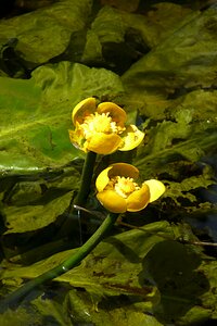 Bloom flower aquatic plant