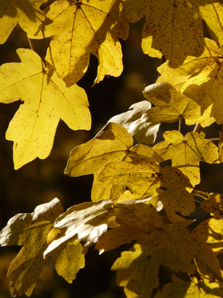 Field maple acer campestre deciduous tree