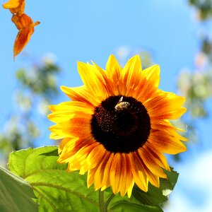 Nature plant blossom