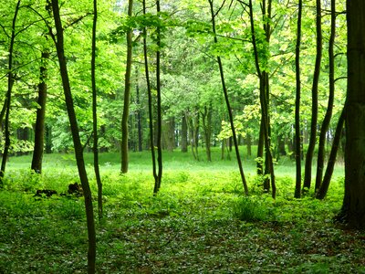 Nature poland roslinność