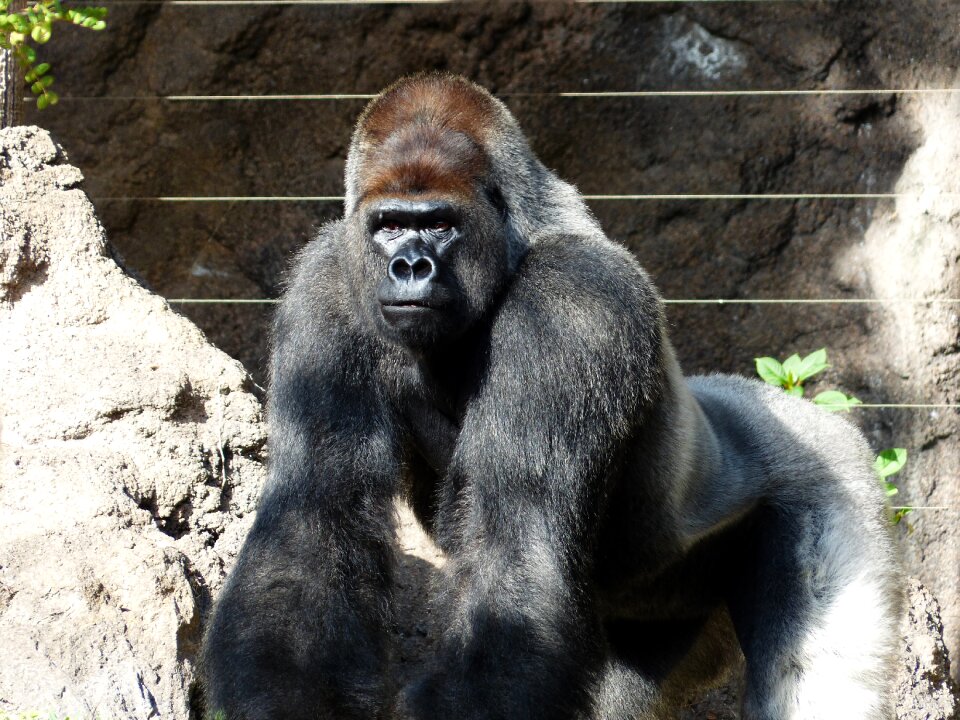 Black mammal animal