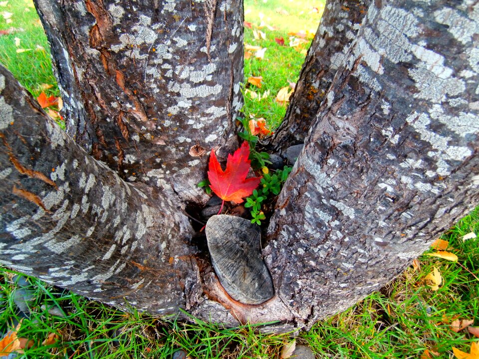Outdoors environment trunk