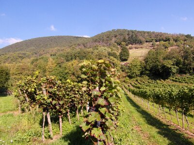 Vintage wine harvest grapes