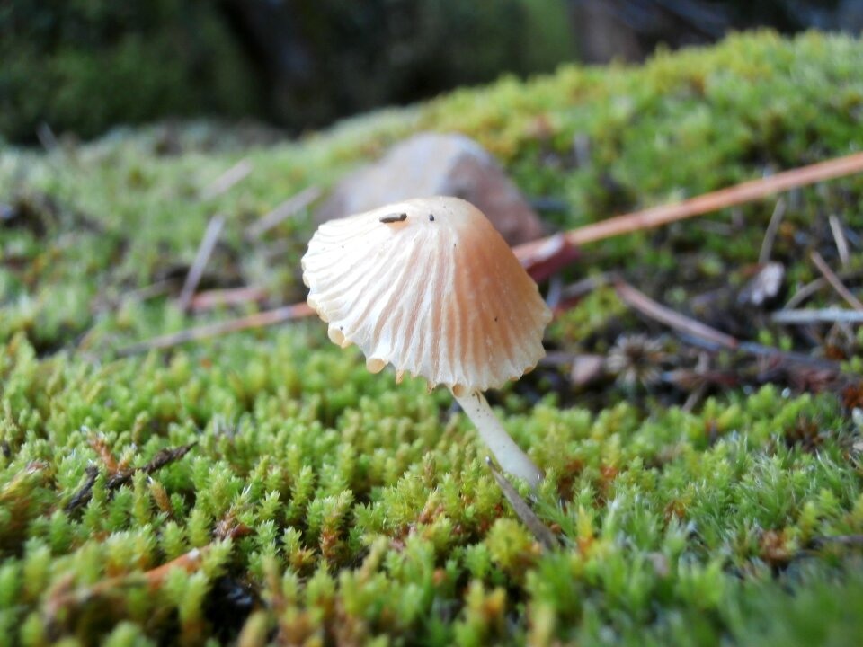 Fungi growing growth