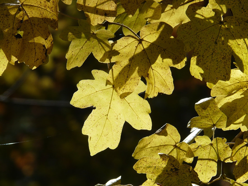 Field maple acer campestre deciduous tree photo